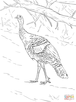 Turkeys coloring pages at SuperColoring.com