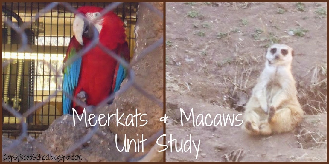 Meerkats & Macaws...