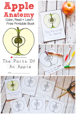 THE PARTS OF AN APPLE COLOR, READ, AND LEARN FREE PRINTABLE BOOK