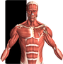 Visual Anatomy is an interactive reference, and education tool for medical workers, students and even for anyone who does not have any medical background knowledge. It is one of the most popular anatomy apps in all major appstores!