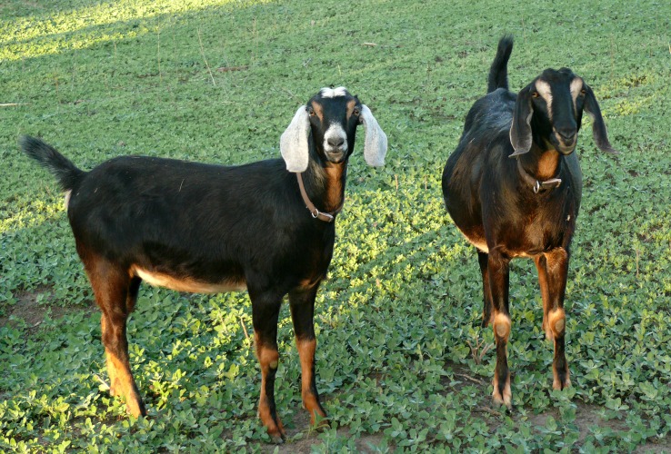 PRAIRIE DUST TRAIL GOATS We raise quality Registered Nubian goats in the panhandle of Oklahoma.