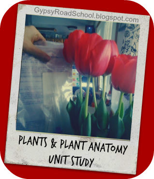 Spring is coming, and we're going to be focusing heavily on gardening. I think that, if you want the kids to understand plant growth, they should understand plant anatomy. This post is a unit study on plants and plant anatomy. Feel free to share!