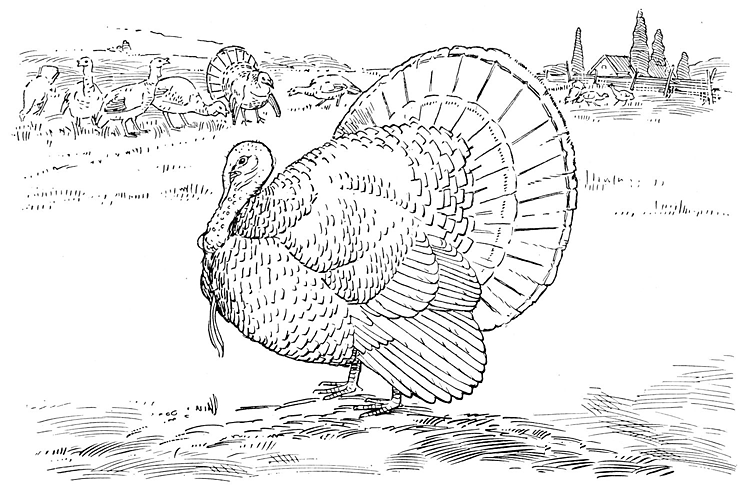 Wildlife-Animals.com Free turkey coloring pages.