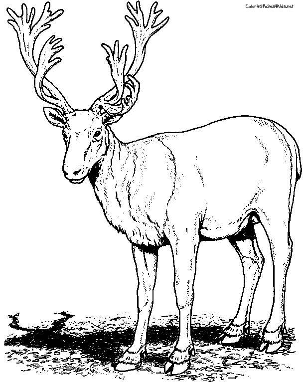 Caribou (reindeer) Coloring Pages for Kids