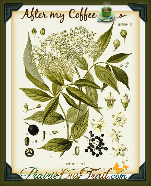Elderberry is one of my very favorite herbs. The berries are good for everyone in the family. Berries in general tend to be very nutritious but elderberries are special. My favorite way to use the dried berries is in tea with Nettle and Echinacea.