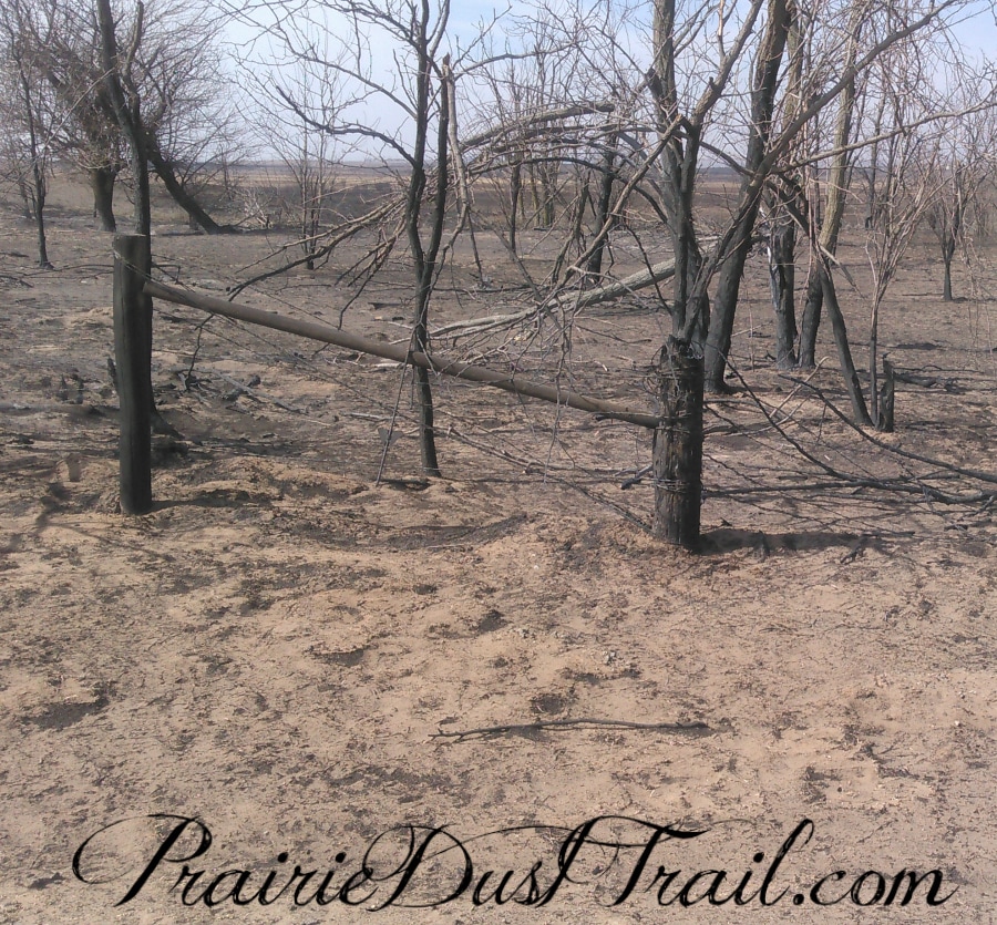 I walked the fences today. We have enough materials that didn't get burnt to replace the fencing that did. YAY! I even saw grass trying to grow through the ash. I have to say I'm not sad about the sage brush...